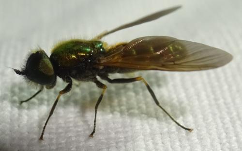 Réf. 354 738 : Chloromyia formosa